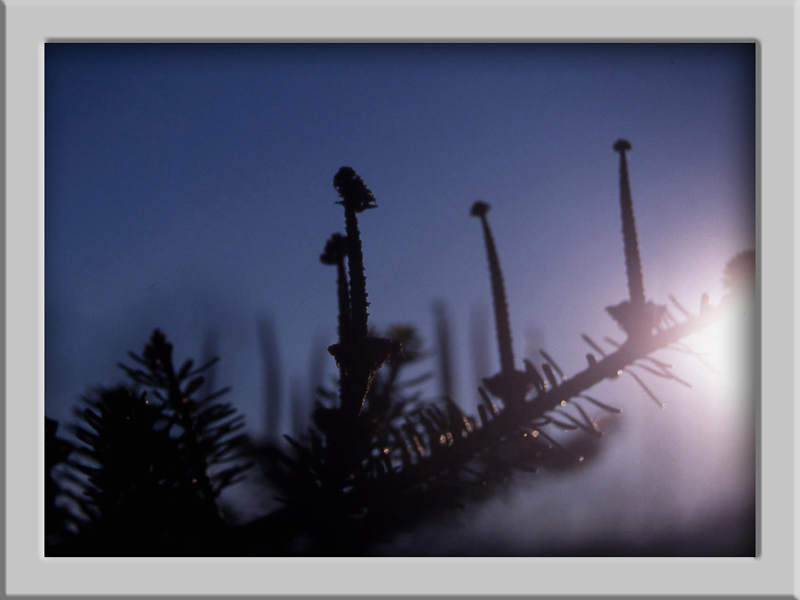 Controluce...